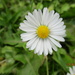 A daisy. by grace55
