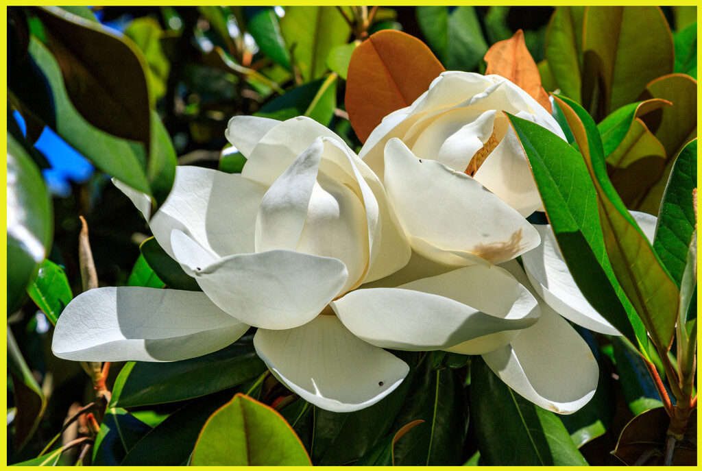 Magnolia Flowers by hjbenson