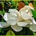Magnolia Flowers by hjbenson