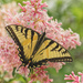 Eastern Tiger Swallowtail by pamalama