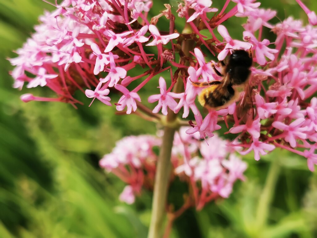 Bee on a flower  by plainjaneandnononsense