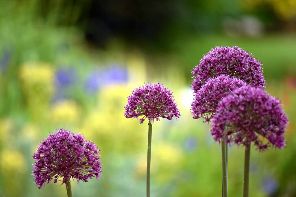 First year for these allium bulbs by anitaw