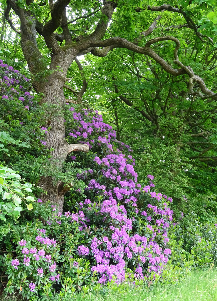 A splash of colour on a walk around Heskin by marianj