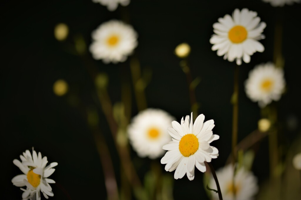 Today's daisies by christophercox