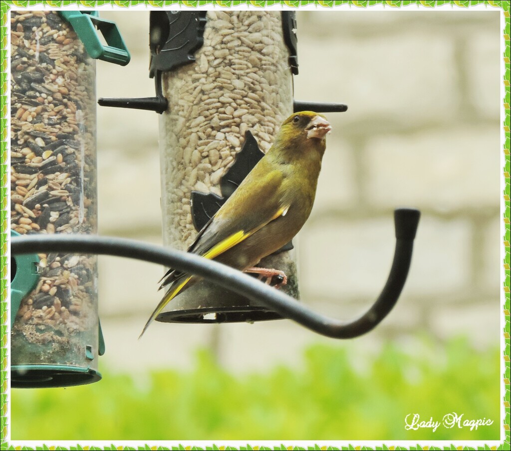 Greenfinch by ladymagpie