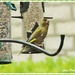 Greenfinch by ladymagpie