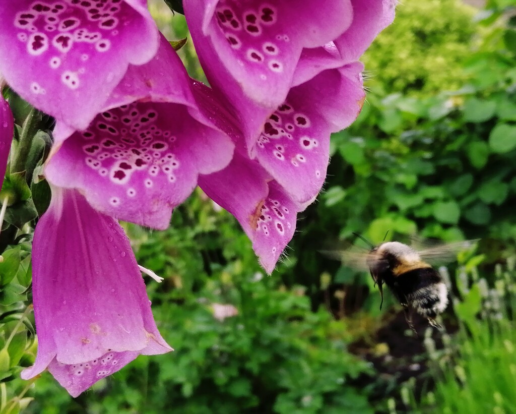 30 Days Wild - Bee by flowerfairyann