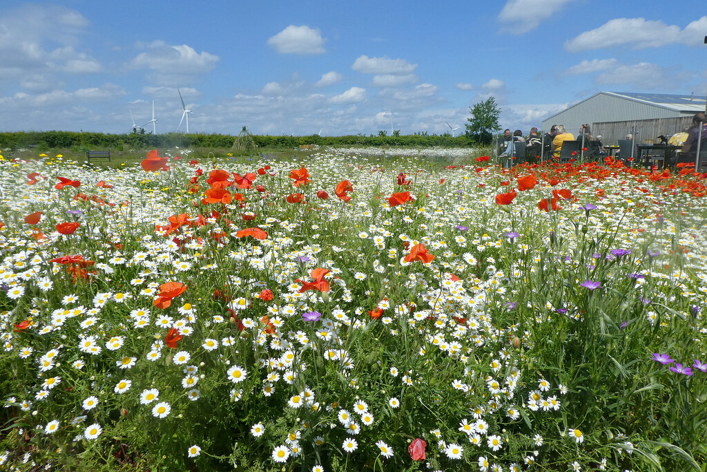 Wild flower  meadow.  by wendyfrost