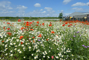 7th Jun 2022 - Wild flower  meadow. 