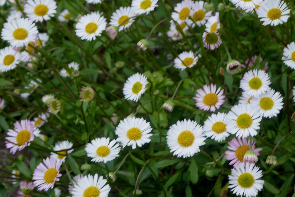 Jersey daisies on our stone wall by snowy