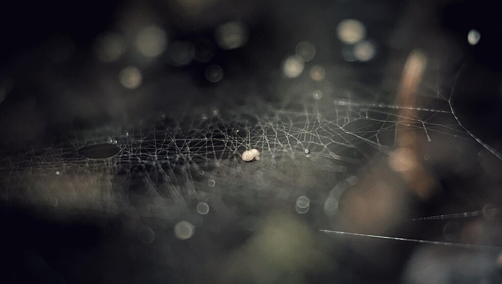 Baby fine cobweb  by gaillambert
