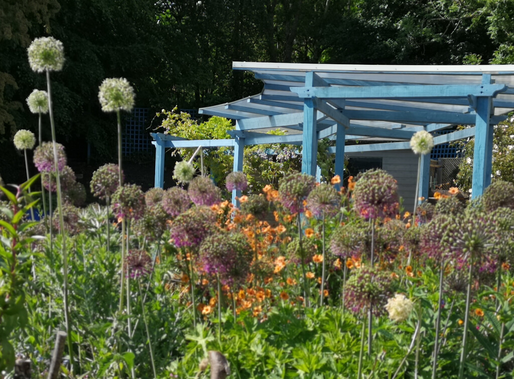 Culross Community Garden by sanderling