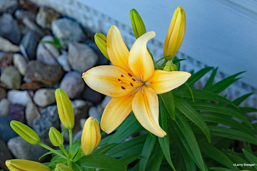 Day lily open by larrysphotos