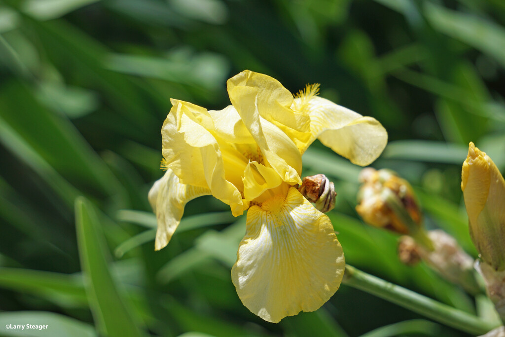 Yellow iris by larrysphotos