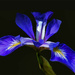 Water Iris by skipt07