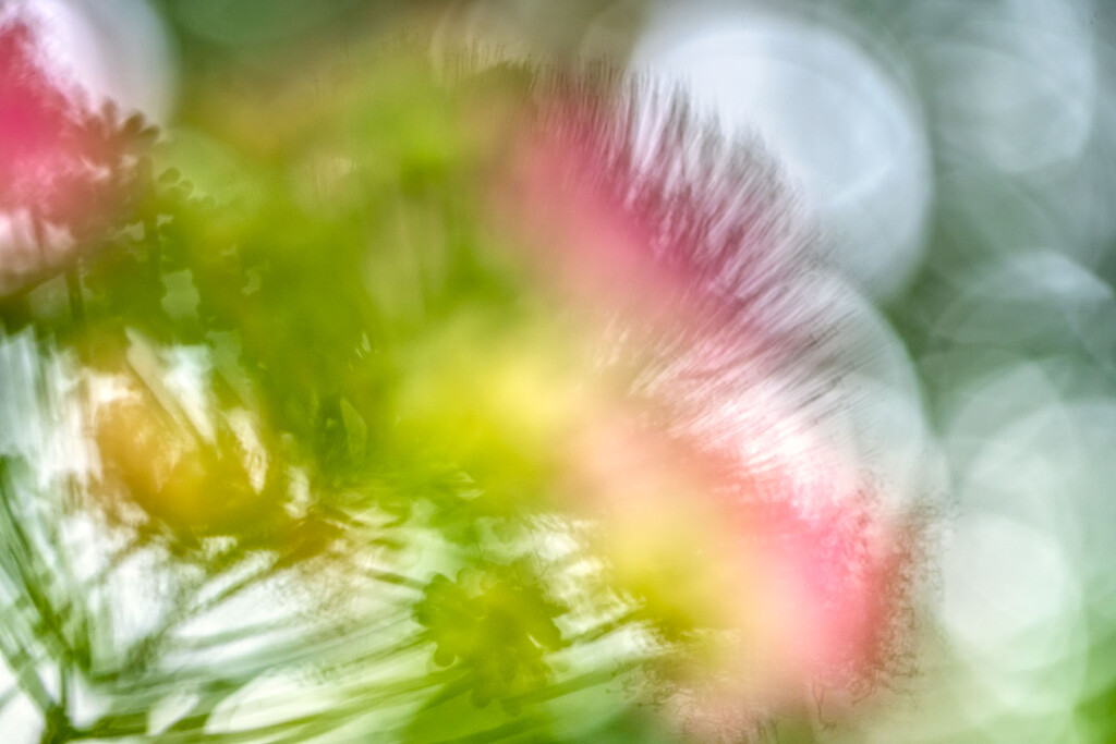 Mimosa Impressions by kvphoto