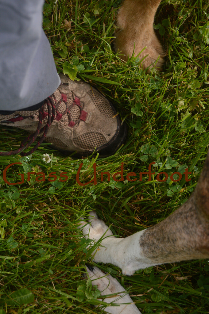 Grass underfoot(feet) by francoise