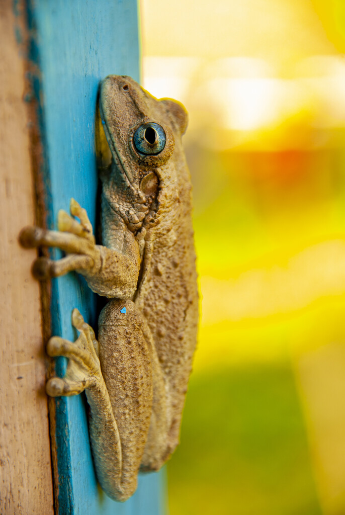 Haitian Tree Frog by cwbill