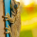 Haitian Tree Frog by cwbill
