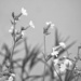 Silene latifolia alba by ljmanning
