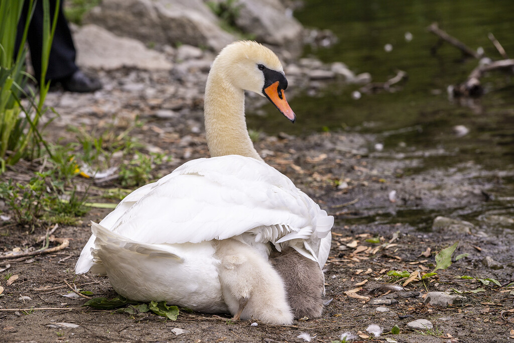 Baby Swans Sheltering by pdulis