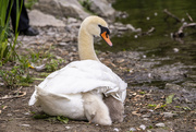 7th Jun 2022 - Baby Swans Sheltering