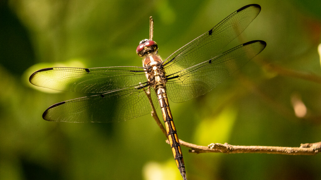 Another Dragonfly! by rickster549