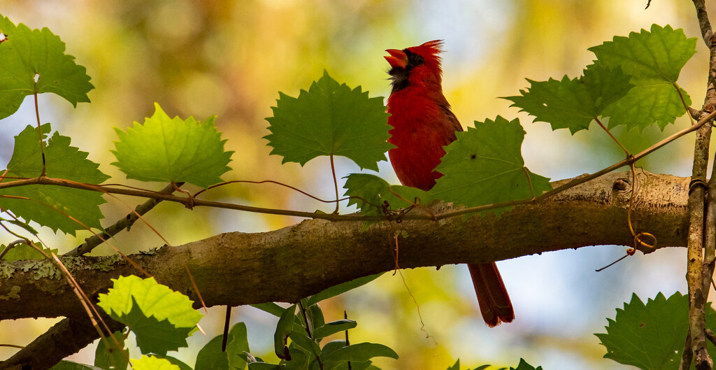 Mr Cardinal, Sounding Off! by rickster549