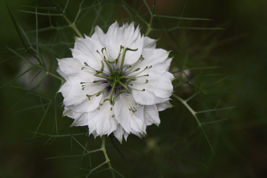 Beautiful Burst of White, Purple and Green by mamabec