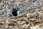 5th Jun 2022 - A Month of Birds - Black-billed Magpie