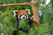 7th Jun 2022 - Red Panda at the Zoo
