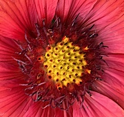 7th Jun 2022 - Brown-eyed Susan (common blanket flower)