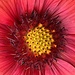 Brown-eyed Susan (common blanket flower)