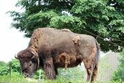 6th Jun 2022 - Bison Eating Grass