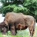 Bison Eating Grass by randy23