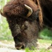 Bison Close Up by randy23