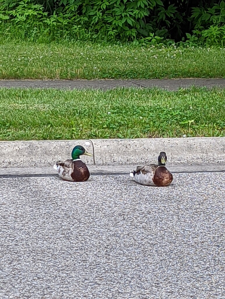 Ducks in the Road by photogypsy