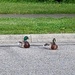 Ducks in the Road by photogypsy
