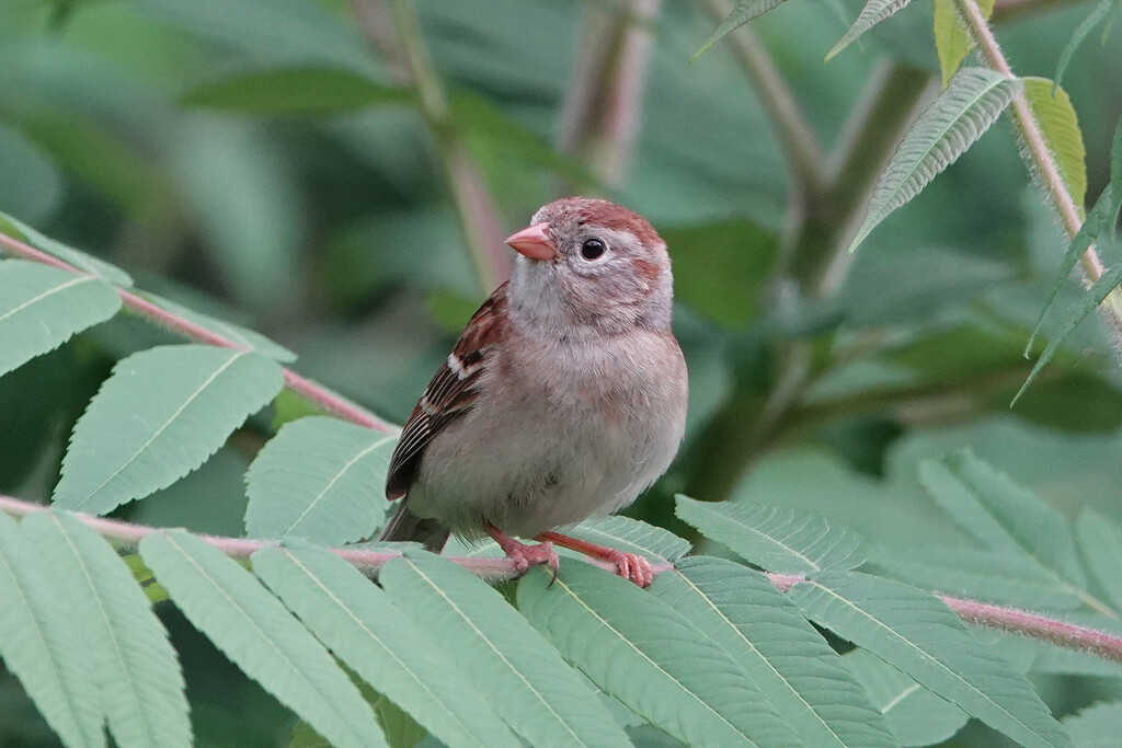 Field Sparrow by annepann