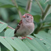 Field Sparrow by annepann