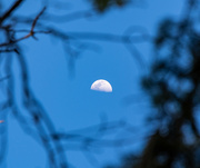 9th Apr 2022 - half moon rising-3138