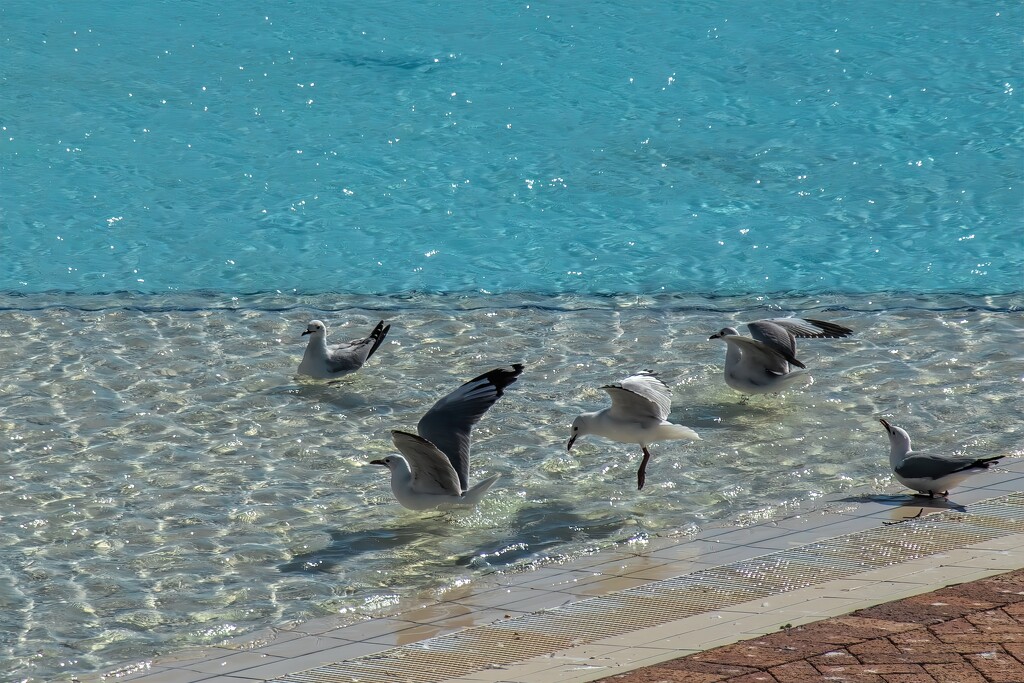 Gulls enjoying the empty pool by ludwigsdiana