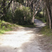 Path through the bush by dkbarnett