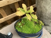 8th Jun 2022 - My oak bonsai springs into life again