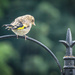Baby Goldfinch1 by mumswaby