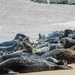 Basking Seals by mumswaby