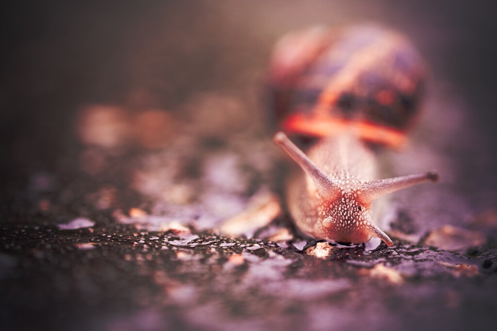 Snail, after the rain. by killeen