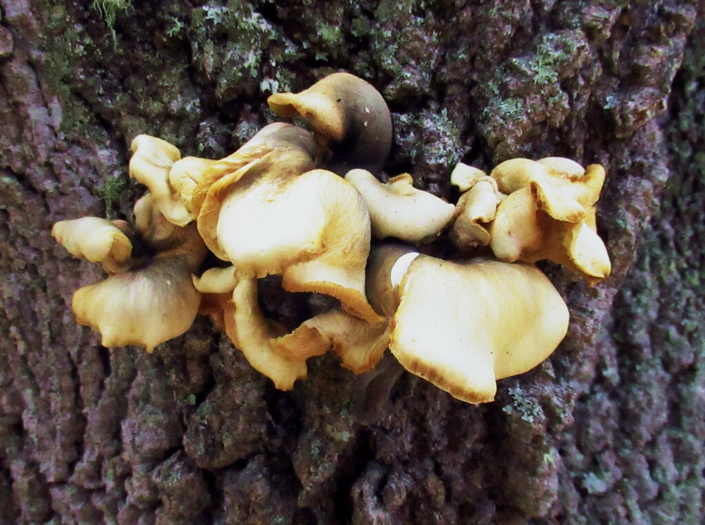 A Strange Fungi... by robz