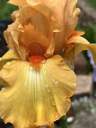 3rd Jun 2022 - Orange/yellow iris
