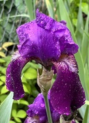 5th Jun 2022 - Purple iris